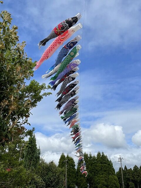 こいのぼり | 都農ワイン